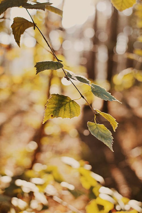 나뭇잎, 녹지, 수직 쐈어의 무료 스톡 사진
