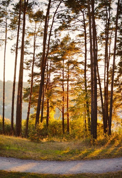 Základová fotografie zdarma na téma kmeny stromů, příroda, sluneční světlo