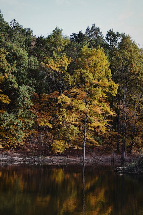 Gratuit Photos gratuites de arbres, automne, fond d'écran mobile Photos
