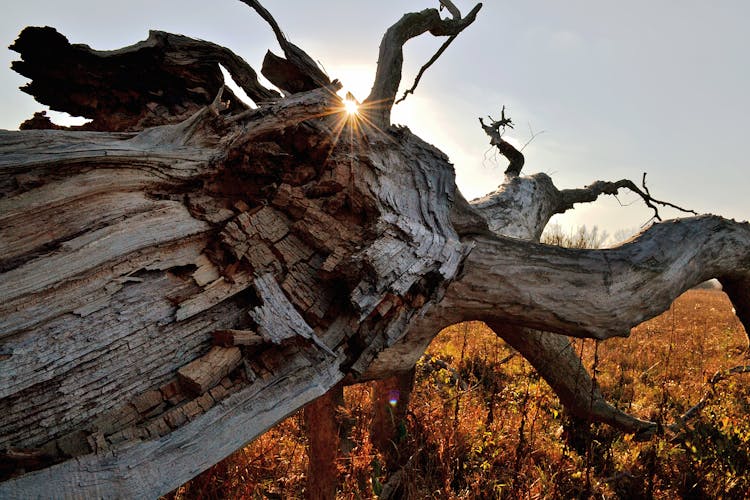 Sun Over Tree