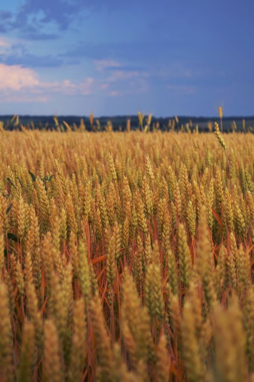 Free Golden wheat field under a clear blue sky, symbolizing agricultural abundance and natural beauty. Stock Photo