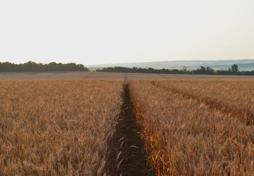 Free A Field with Wheat Crops Stock Photo