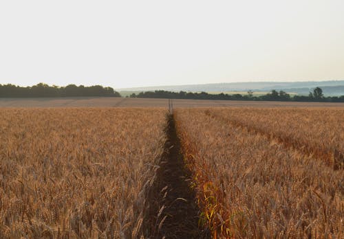 A Field with Wheat Crops