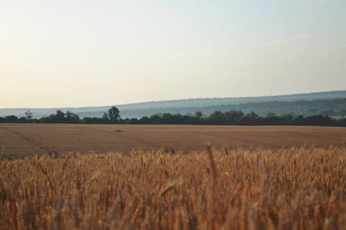 Fotobanka s bezplatnými fotkami na tému dedinský, orná pôda, pšeničné pole