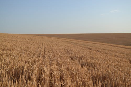 Wheat on Field in Countryside