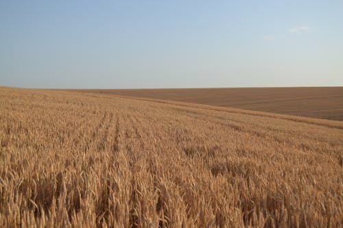 Ingyenes stockfotó búza, mező, mezőgazdaság témában