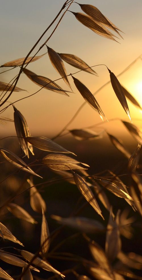 Free Golden sun setting behind silhouetted grasses, creating a serene natural scene. Stock Photo