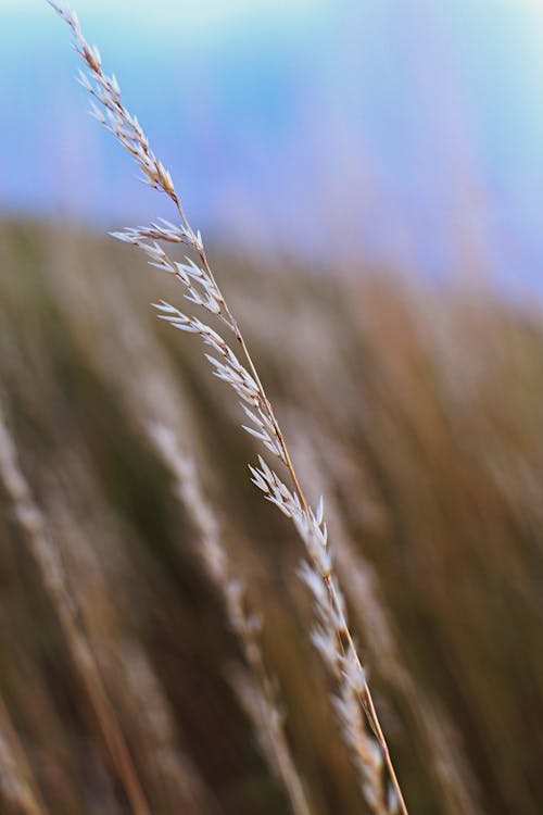 Fotobanka s bezplatnými fotkami na tému cereália, plodina, seedhead