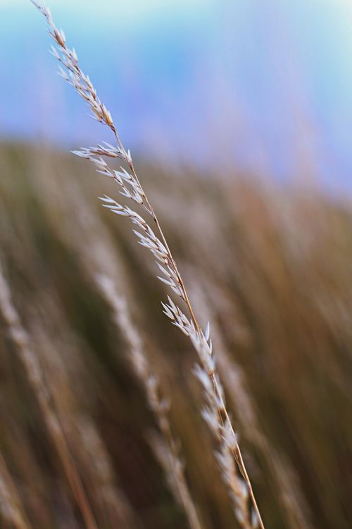 Free Detailed close-up of wild grass in a field with a blurred background, showcasing natural beauty. Stock Photo