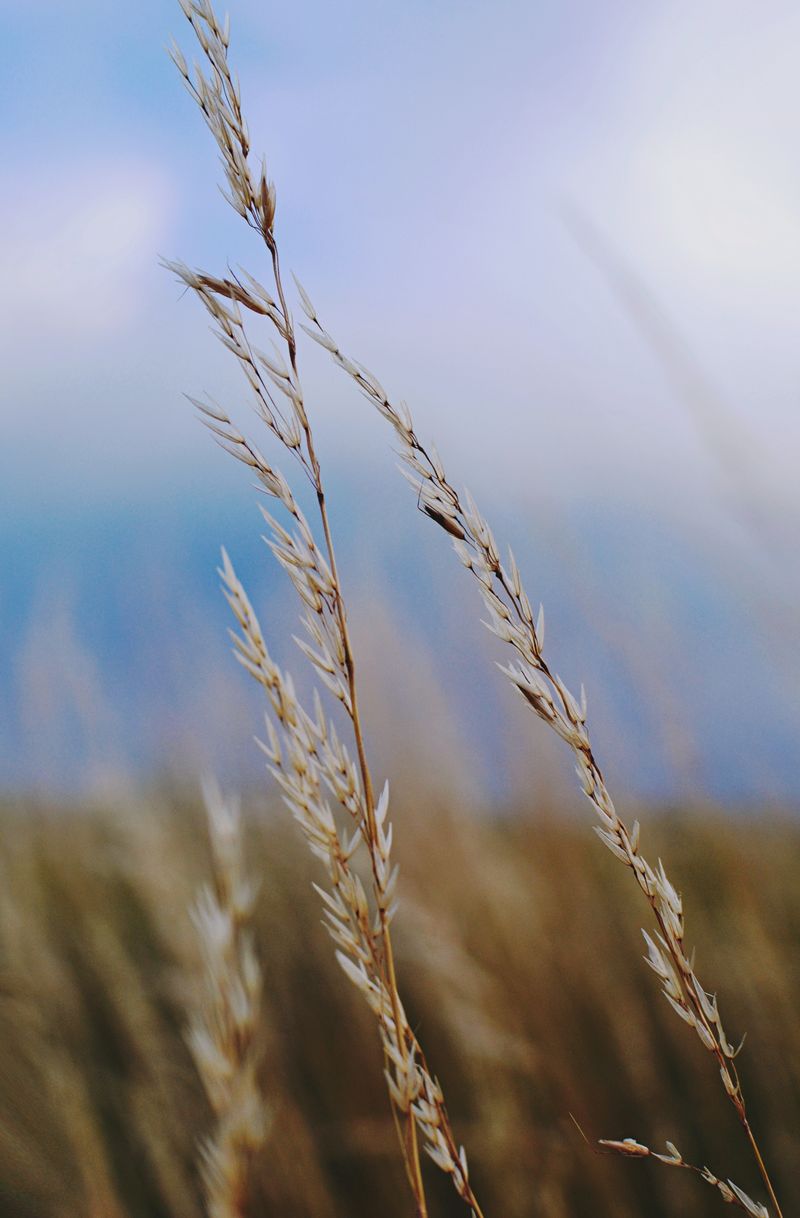 Seed heads of tall grass against a pale sky — Darya Grey_Owl on Pexels