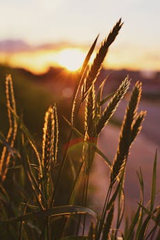 Close-up of wheat stalks during sunset, capturing the golden hour glow.