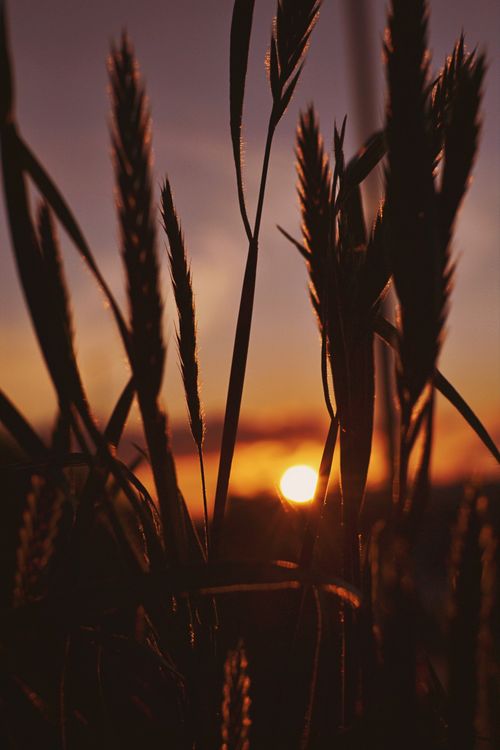Free Silhouetted wheat stalks at sunset create a warm, serene atmosphere. Stock Photo
