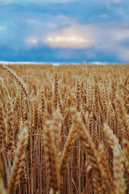 Fotomural Vista cautivadora de un exuberante campo de trigo bajo un cielo vibrante, perfecto para temas de naturaleza.