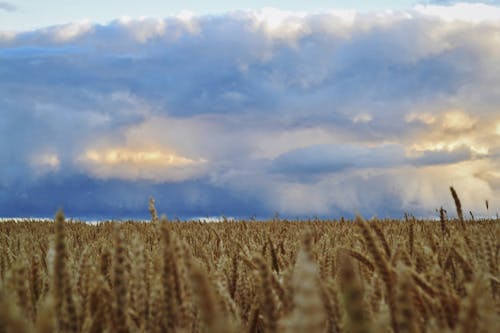 Brown Wheat Field Under Cloudy Sky
