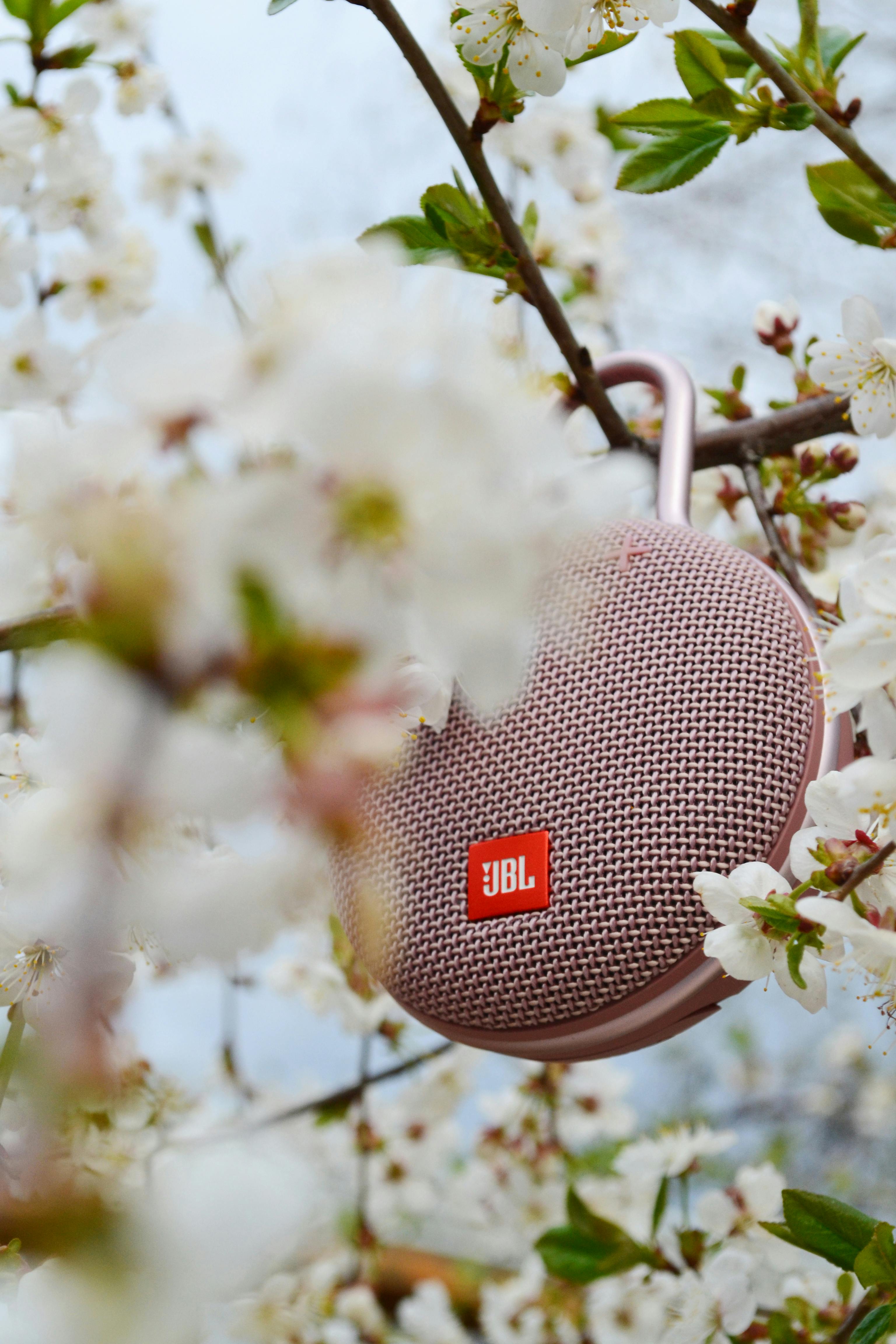 Bluetooth Speaker Hanging on Tree Trunk · Free Stock Photo