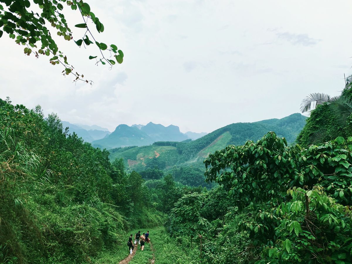 Elephants in forest at a wildlife sanctuary