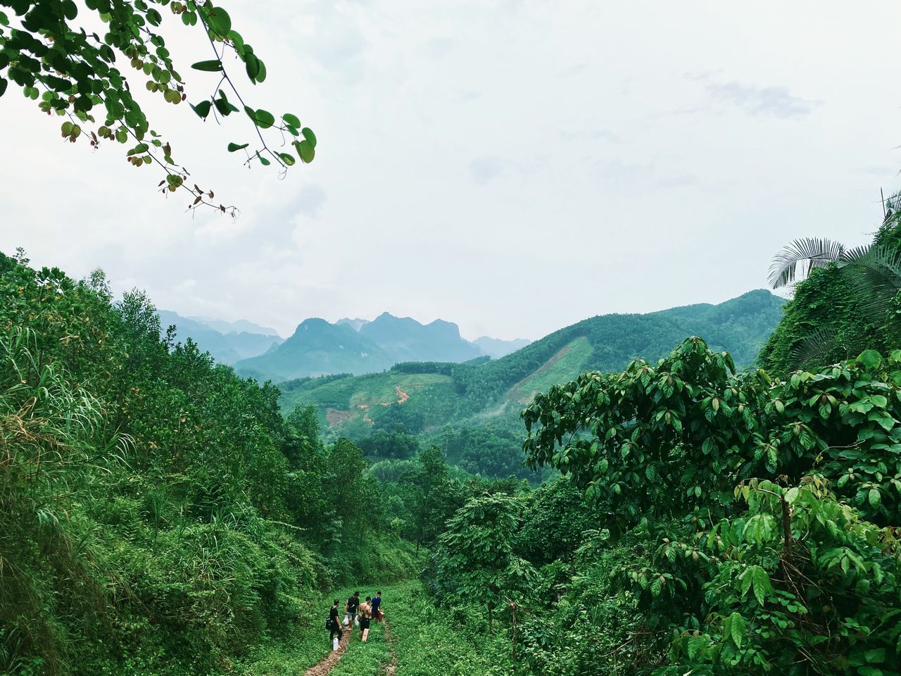 Green hills and mist over a high plateau
