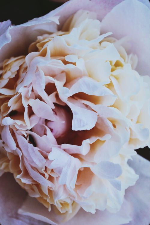 Free A close-up image capturing the intricate details and subtle colors of a peony flower. Stock Photo