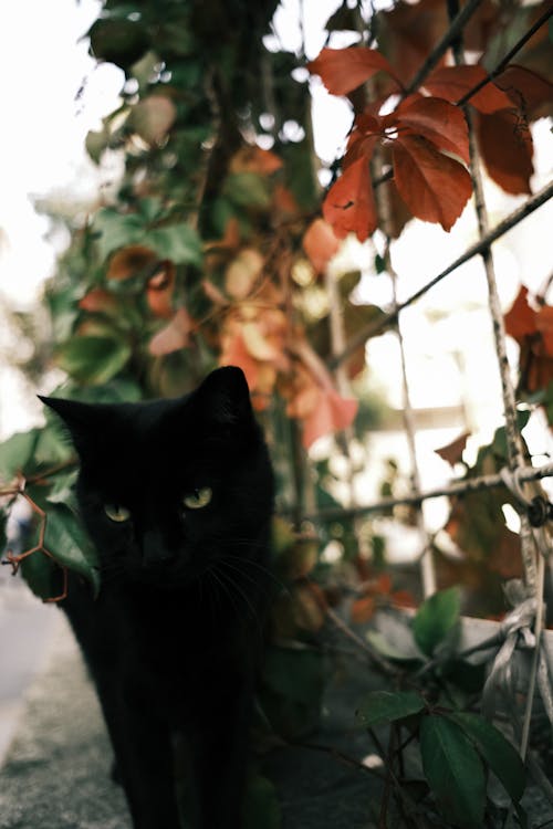 Bezpłatne Darmowe zdjęcie z galerii z czarny kot, koci, kotek Zdjęcie z galerii