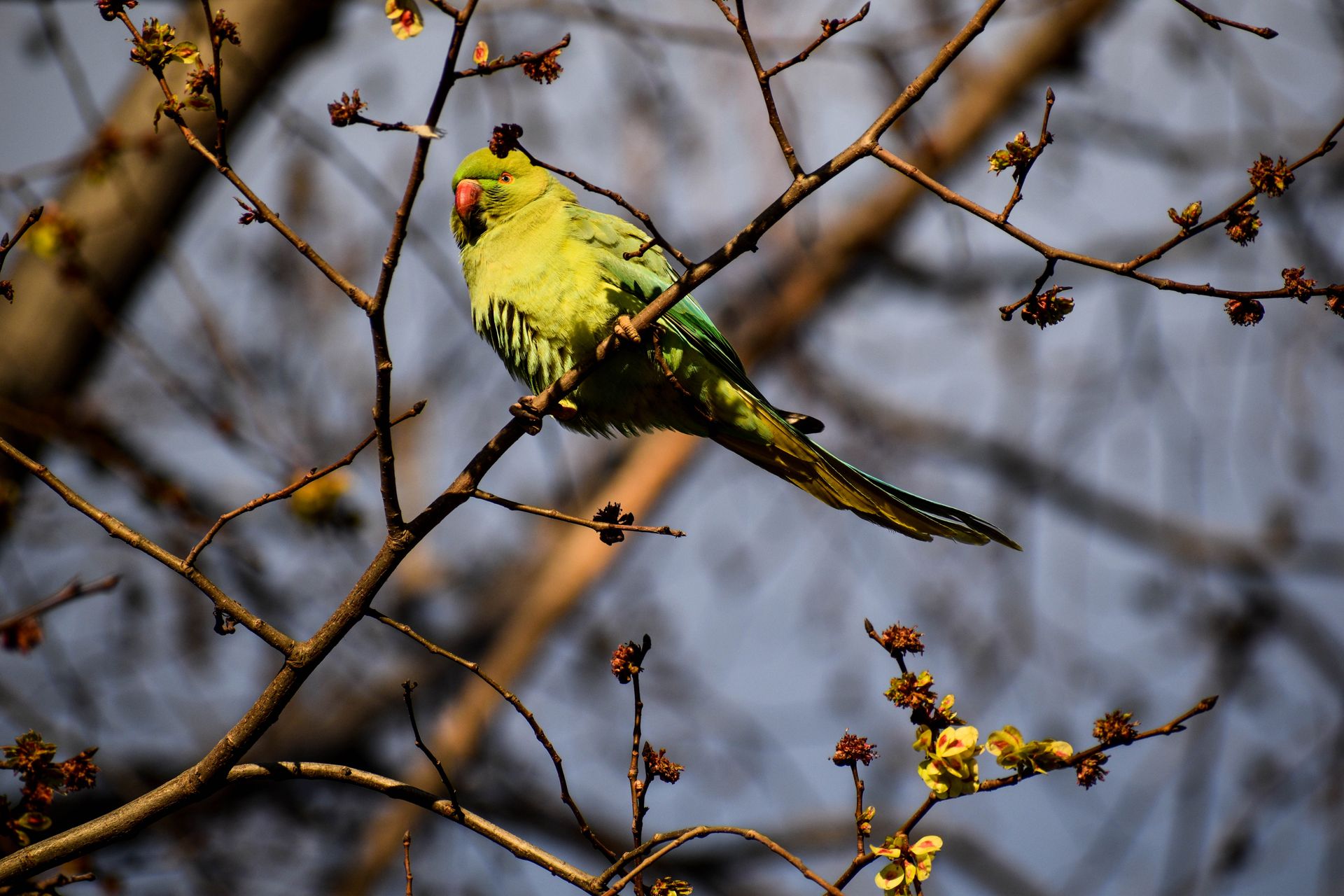 Close-up of a colorful parakeet on a tree branch, exuding natural beauty in a vibrant spring setting.