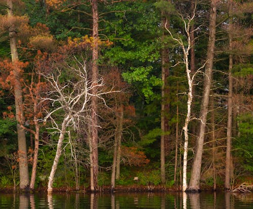 Δωρεάν στοκ φωτογραφιών με δασικός, δέντρα, ξύλα Φωτογραφία από στοκ φωτογραφιών