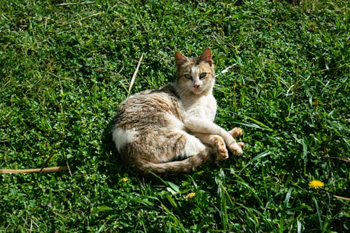 Free stock photo of animal, cat, domestic
