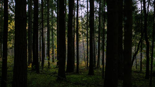 Fotos de stock gratuitas de bosque