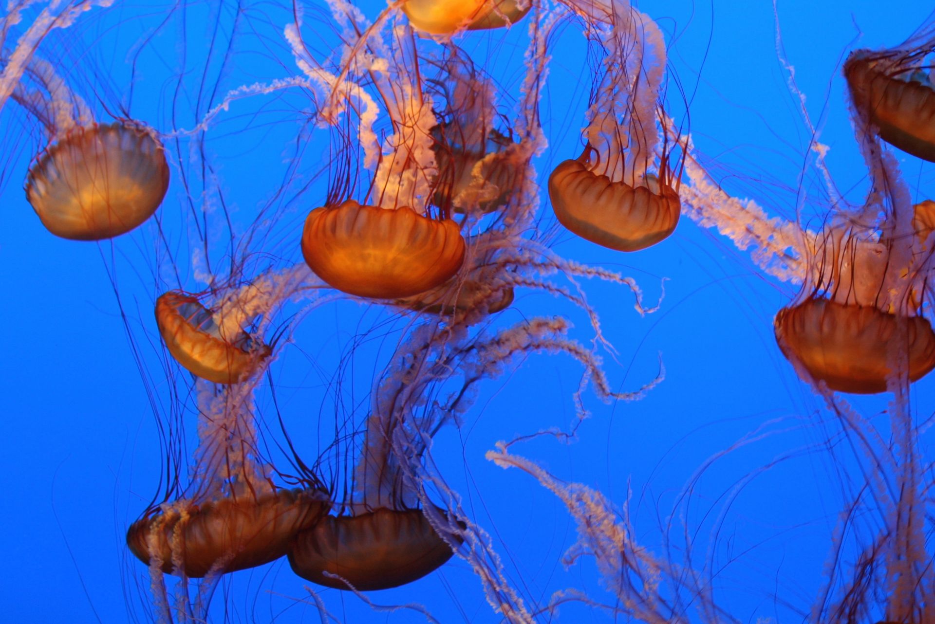 Vibrant jellyfish with flowing tentacles swimming in blue waters at Monterey Aquarium.