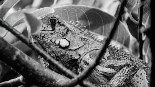 Foto profissional grátis de iguana, noir