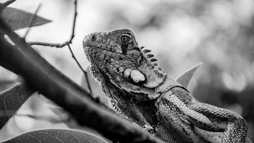 Foto profissional grátis de iguana, noir