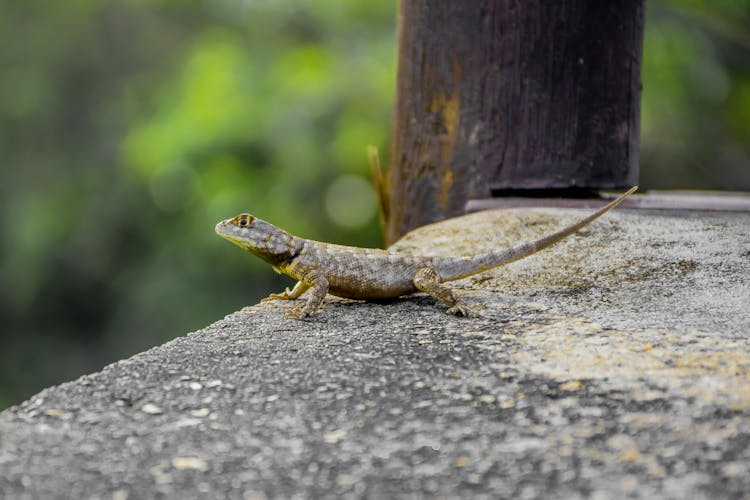 Lizard On Stone