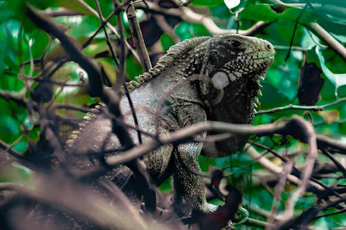 Foto profissional grátis de iguana