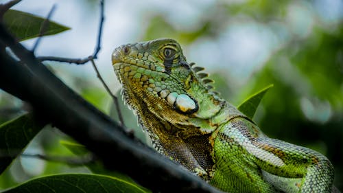 Foto profissional grátis de iguana