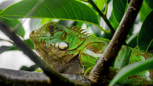 Foto profissional grátis de iguana