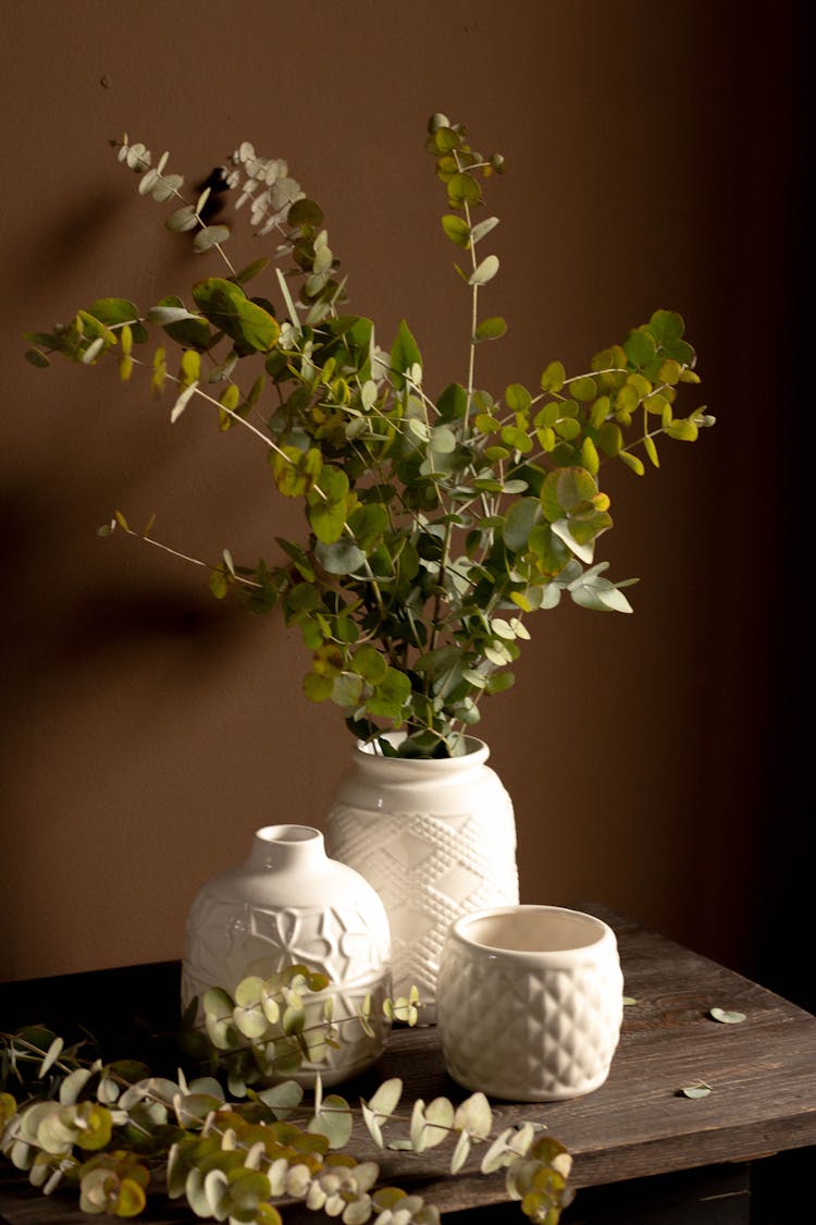 Eucalyptus Branches In Ceramic Vase