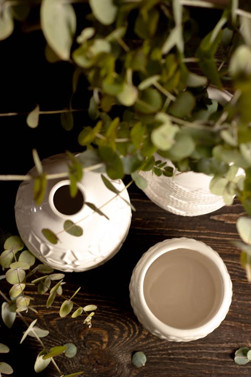 Eucalyptus Plants in White Vases