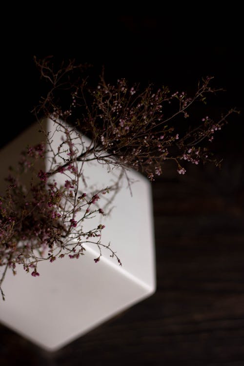 Immagine gratuita di cubo bianco, fiori, focus selettivo