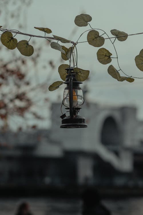 Fotobanka s bezplatnými fotkami na tému lampa, viniče, vintage