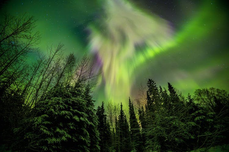 Aurora Borealis In Sky Over Forest