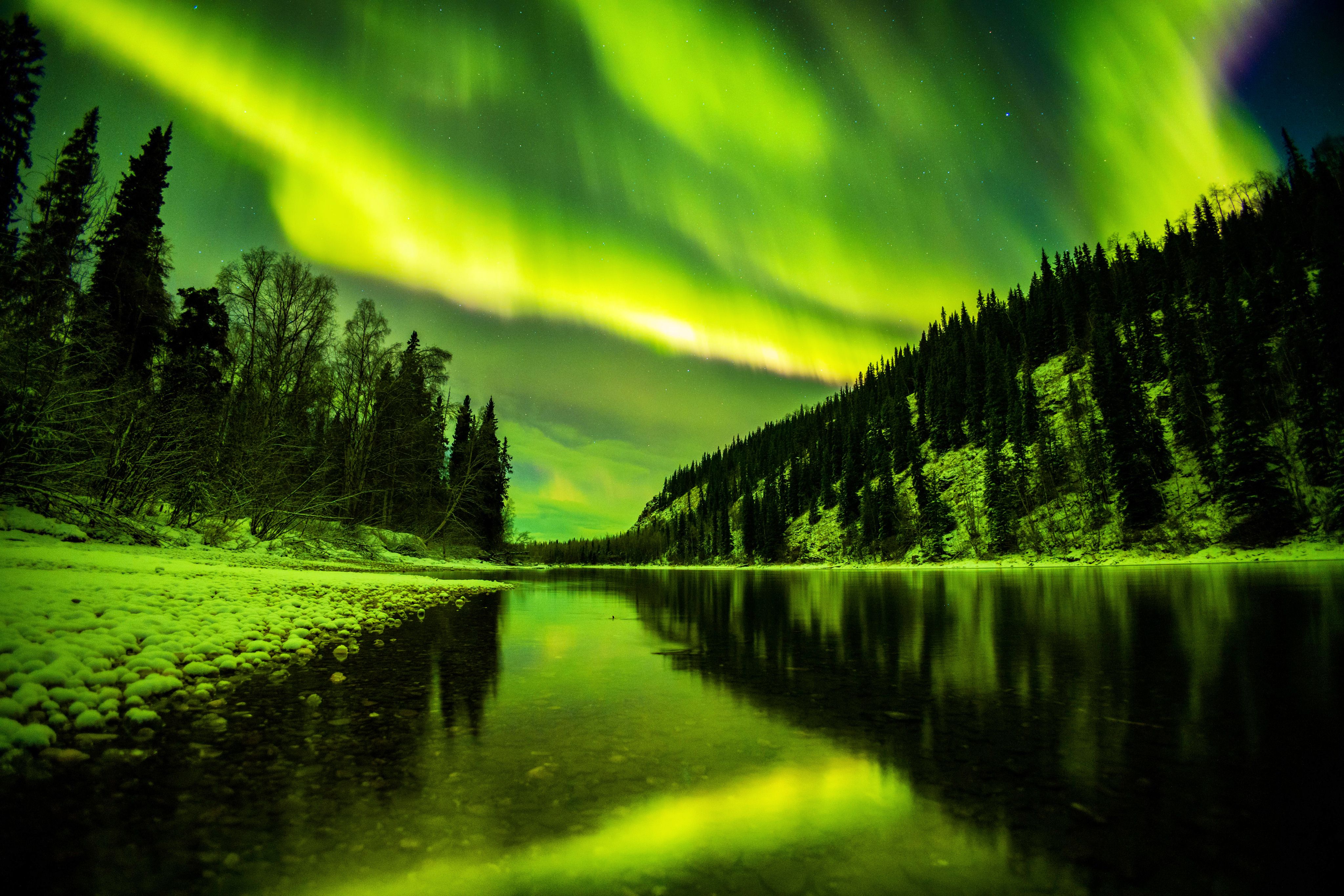 Pine Trees Under Aurora Borealis · Free Stock Photo