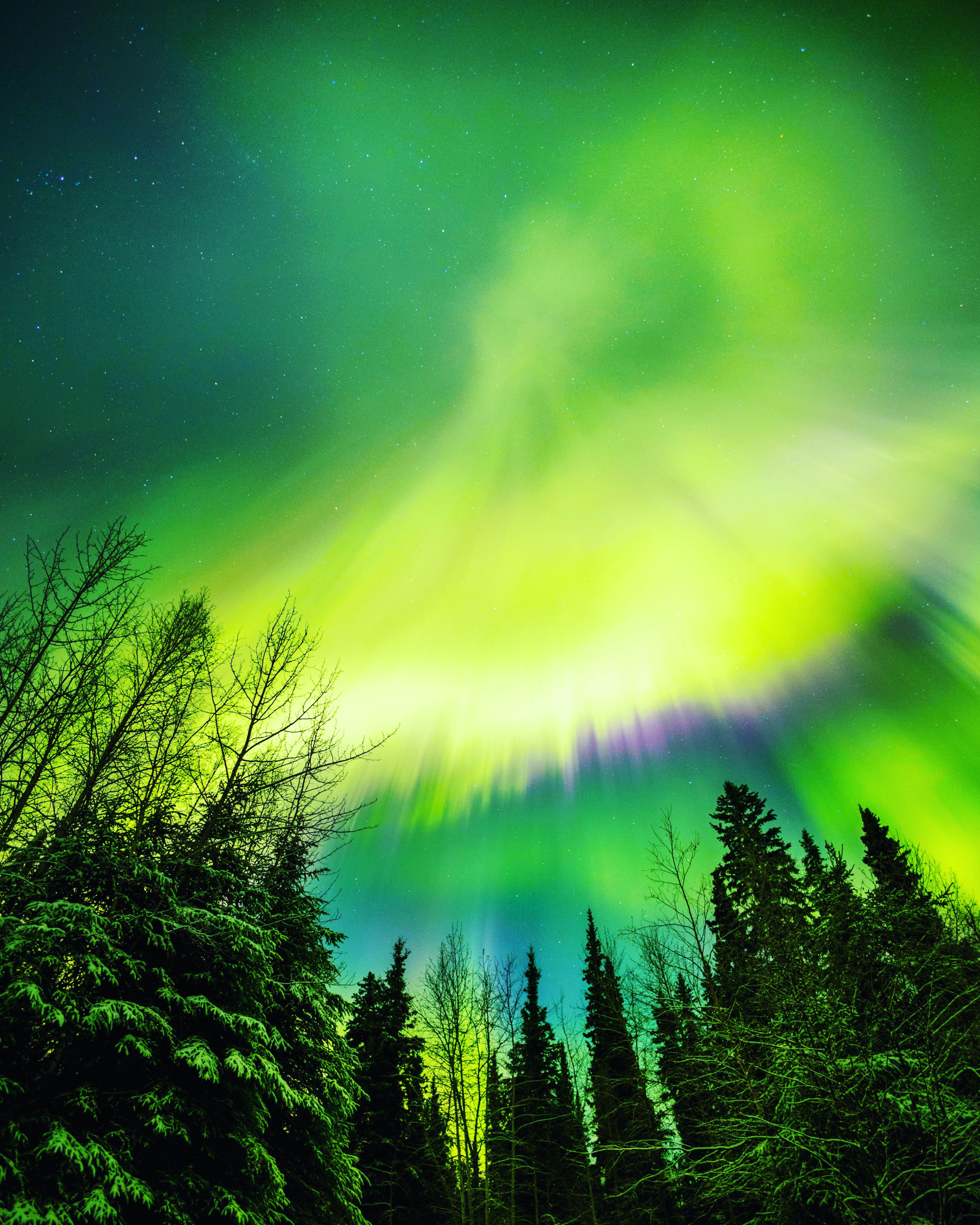 Pine Trees Under Aurora Borealis · Free Stock Photo