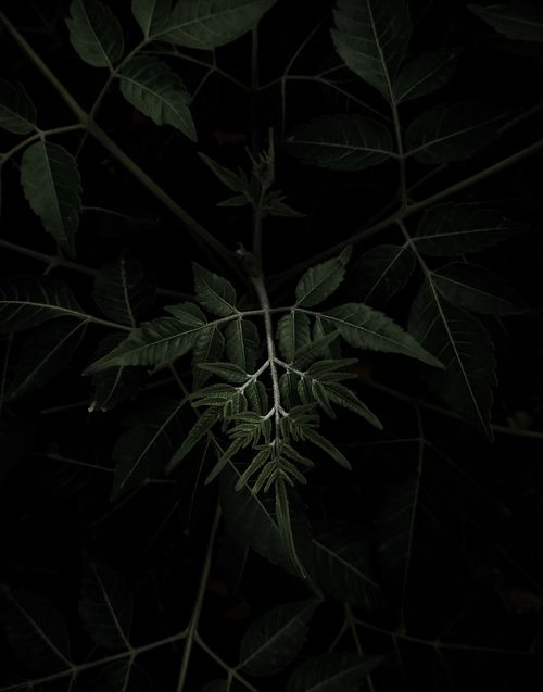 Free A dramatic close-up shot of green leaves with a dark, moody background. Stock Photo