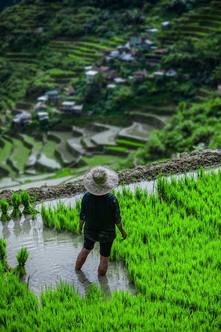 Person Standing In Rice Field Overlooking Rice Terraces