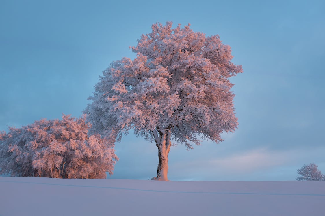 Pink Leaved Tree Durante Il Giorno