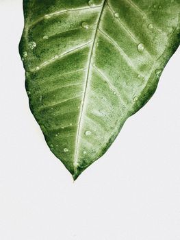 细致的绿叶上滴满露珠，背景为白色，非常适合自然主题。 - 相关推荐