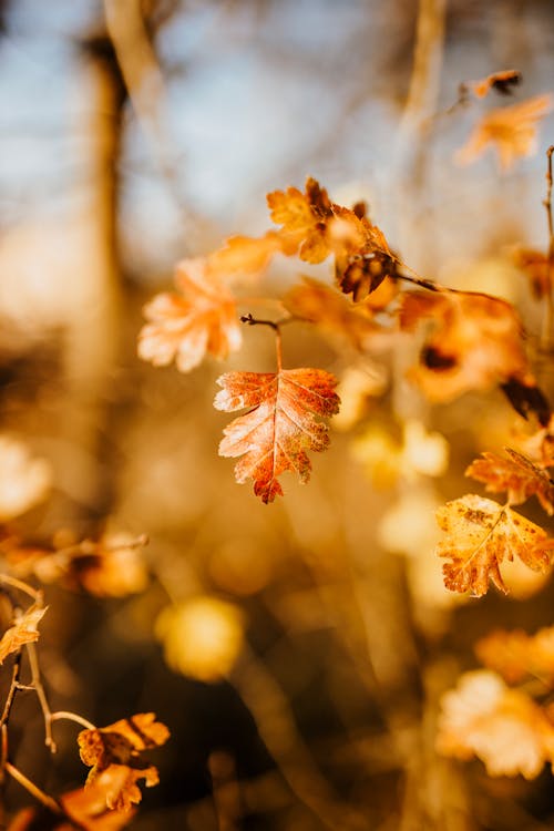 Gratis stockfoto met bokeh, herfst, herfst kleur Stockfoto
