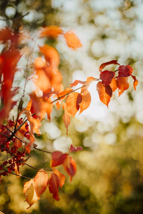Free Close-up of vibrant autumn leaves with a warm, blurred background, capturing fall beauty. Stock Photo