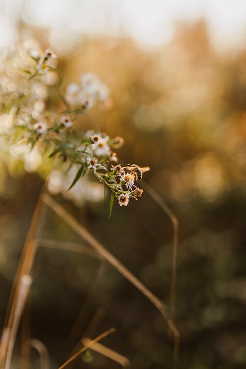 Δωρεάν στοκ φωτογραφιών με bokeh, αίσθημα, καλοκαίρι