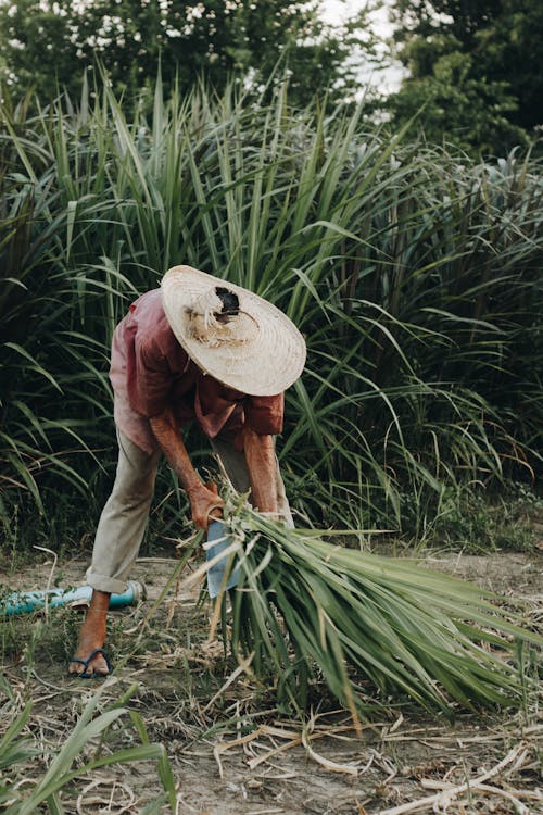 Foto profissional grátis de chapéu de palha, chinelo, cultivar