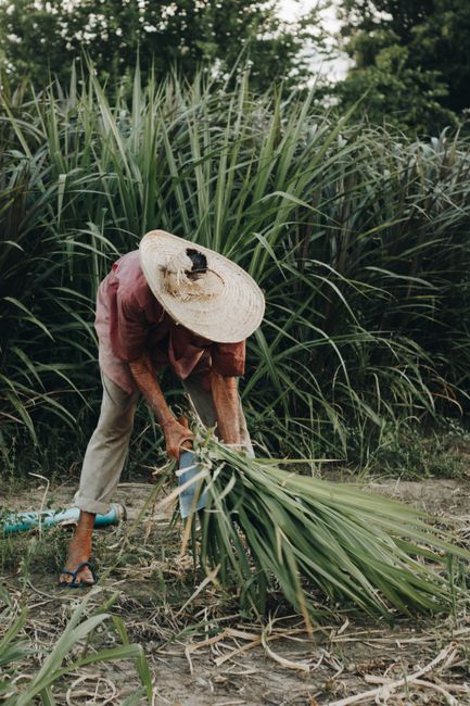 An elderly woman in straw hat gathers plants in a green field in Brazil.